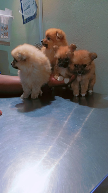 Mixed And Straight Pomeranian 