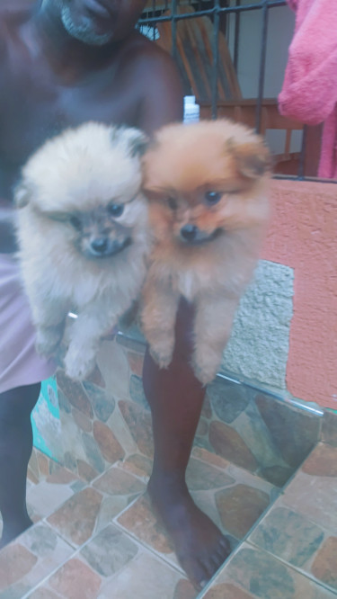 Mixed And Straight Pomeranian  Dogs Old Harbour 
