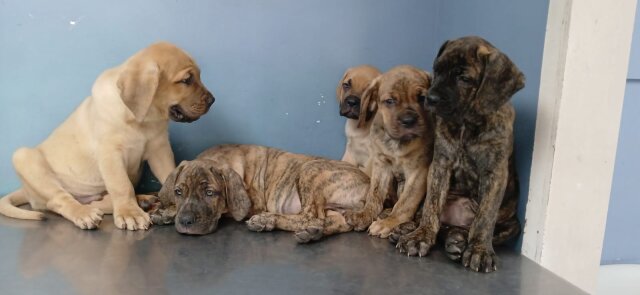 Hybrid Mastiffs Dogs Vineyard Town