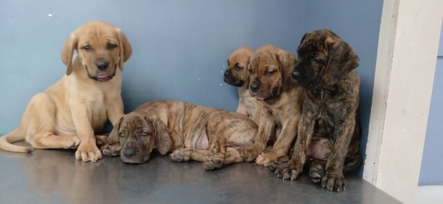 Hybrid Mastiffs