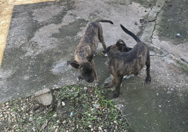 Hunting Dogs Bull Herders 
