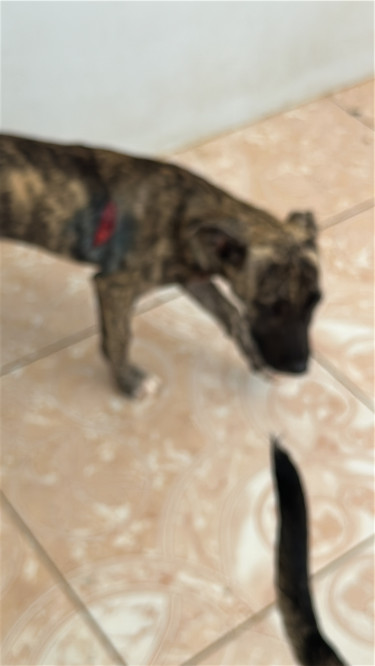 Hunting Dogs Bull Herders  Dogs Linstead