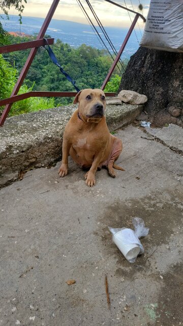 Female Pitbull Dogs Kingston