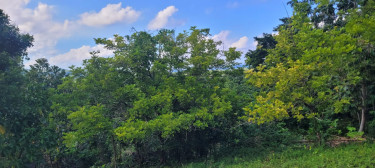 Land For Sale In Long Road, Portland.  