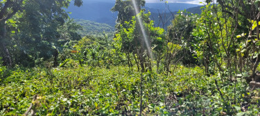 Land For Sale In Long Road, Portland.  