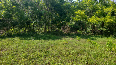 Land For Sale In Long Road, Portland.  