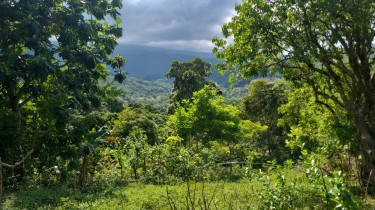Land For Sale In Long Road, Portland.  