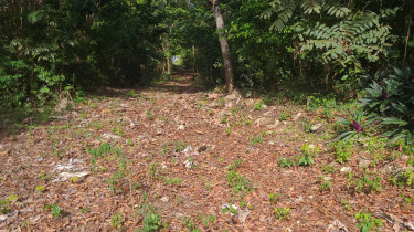 Land For Sale In Long Road, Portland.  