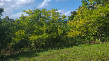 Land For Sale In Long Road, Portland.   Land Long Road