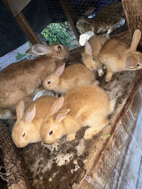 Rabbit Livestock May Pen