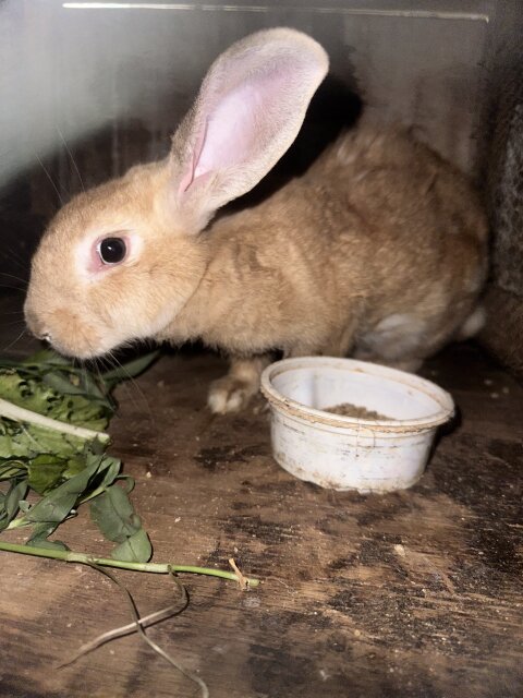 Rabbit