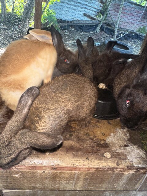 Rabbit