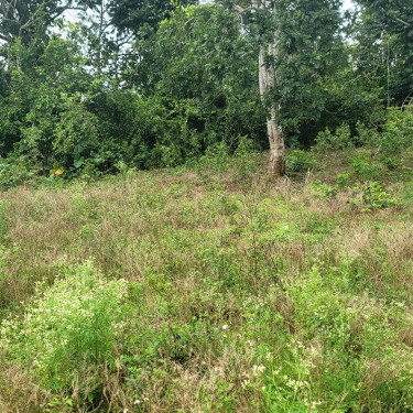 16000+sq Ft Of Land For Sale In Golden Grove St.An