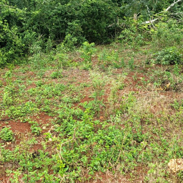16000+sq Ft Of Land For Sale In Golden Grove St.An Land Lydford, Golden Grove Moneague St Ann