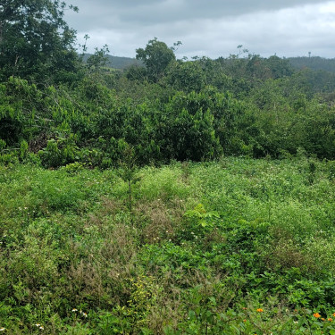 16000+sq Ft Of Land For Sale In Golden Grove St.An