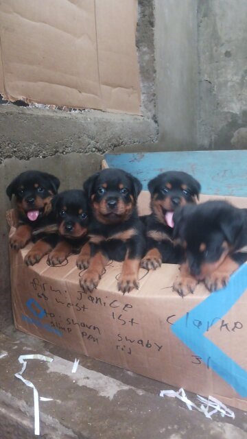 Full Breed Rottweiler Puppies Dogs Cross Road