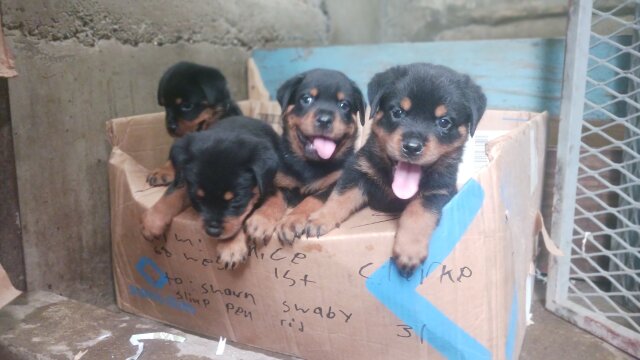 Full Breed Rottweiler Puppies
