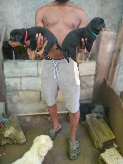 Full Breed Rottweiler Puppies