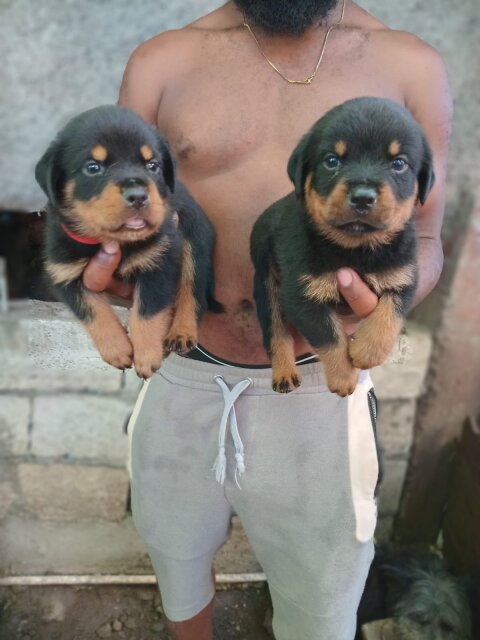 Full Breed Rottweiler Puppies