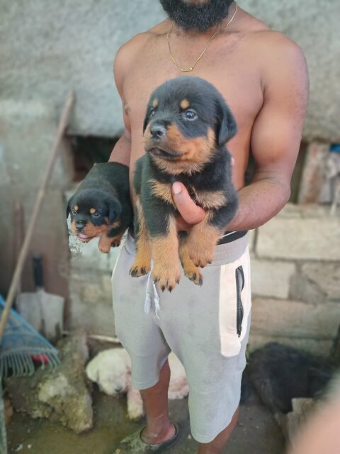 Full Breed Rottweiler Puppies