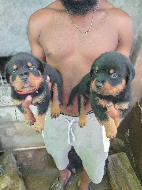 Full Breed Rottweiler Puppies
