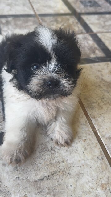 Shihtzu Poodle Mix Male Dogs Linstead
