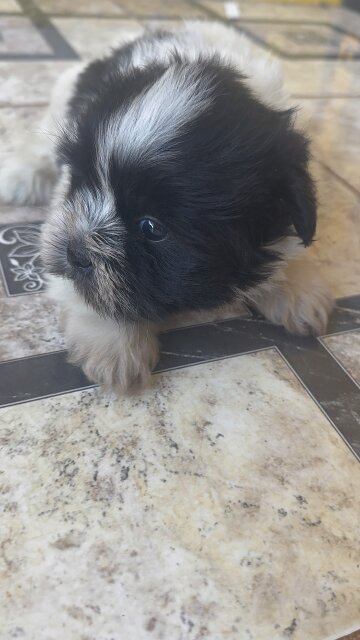 Shihtzu Poodle Mix Male