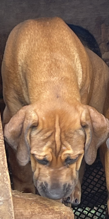 Mastiff Fully Vaccine