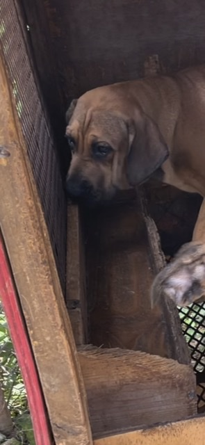 Mastiff Fully Vaccine