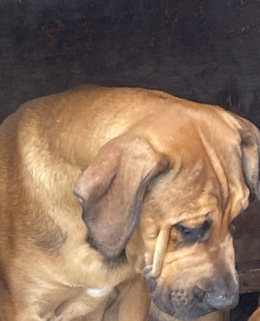 Mastiff Fully Vaccine Dogs Montego Bay