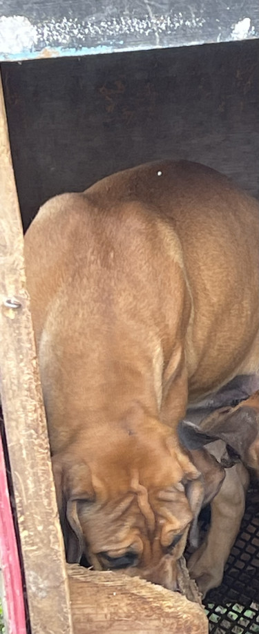Mastiff Fully Vaccine
