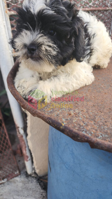 Shih Tzu Poodle Dogs Half Way Tree