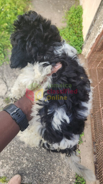 Shih Tzu Poodle
