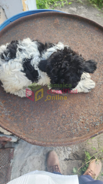Shih Tzu Poodle