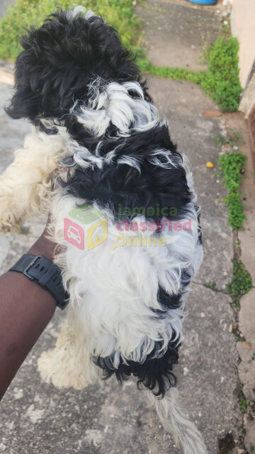 Shih Tzu Poodle