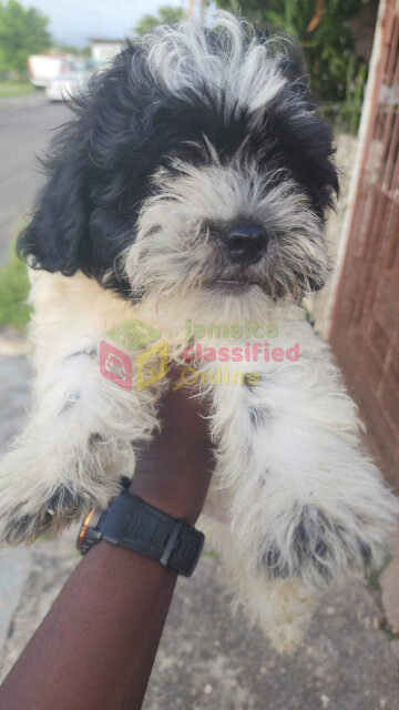 Shih Tzu Poodle