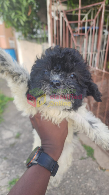 Shih Tzu Poodle