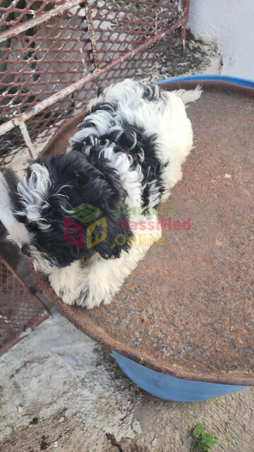 Shih Tzu Poodle