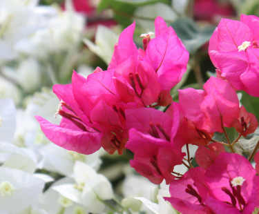 Beautiful Bougainvilleas For Sale Other Market Barbican
