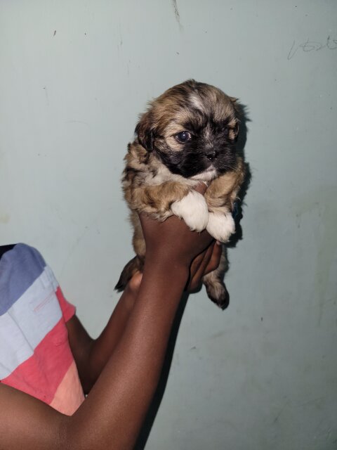 Shihtzu Female Dogs Kingston