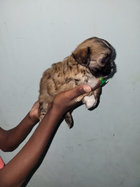 Shihtzu Female