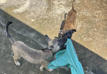 Pitbul Akita Mic 3 Months Old Dogs Linstead