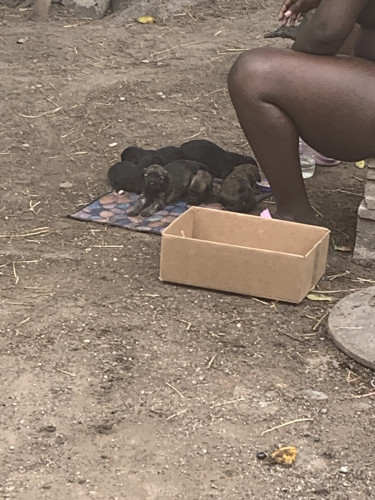 ShihTzu/ Pomeranian 3 Weeks Old Now