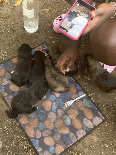 ShihTzu/ Pomeranian 3 Weeks Old Now