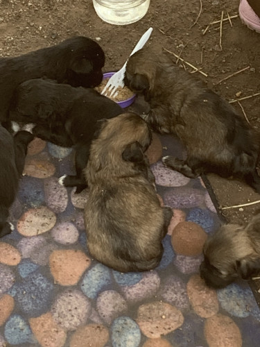 ShihTzu/ Pomeranian 3 Weeks Old Now Dogs Half Way Tree