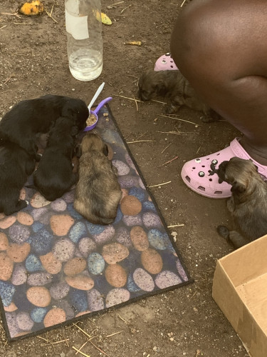 ShihTzu/ Pomeranian 3 Weeks Old Now