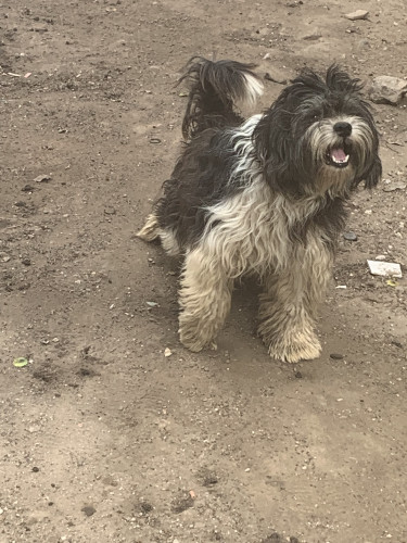 ShihTzu/ Pomeranian 3 Weeks Old Now