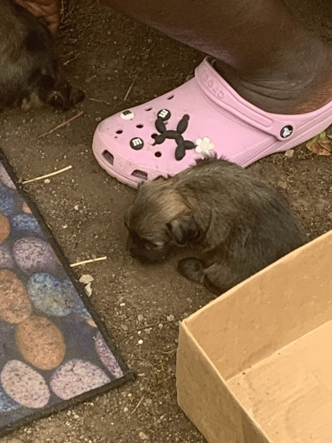 ShihTzu/ Pomeranian 3 Weeks Old Now