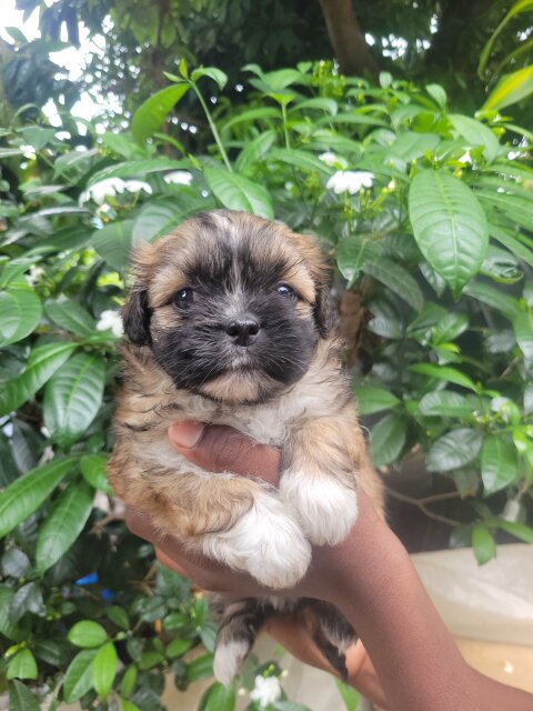 Shihtzu