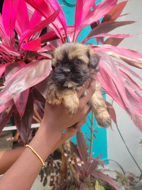 Shihtzu